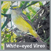 White-eyed Vireo